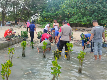  Bibit Mangrove Ditanam di Pulau Pari 
