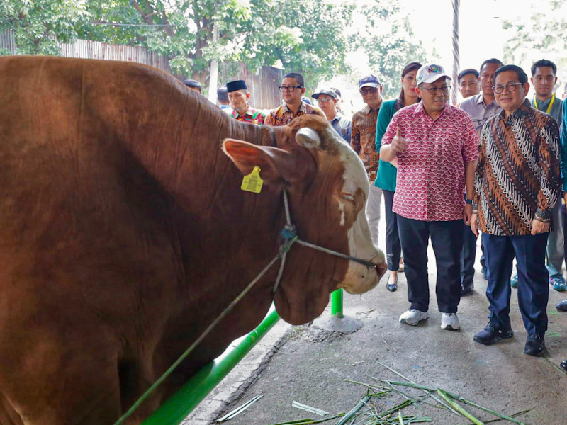 Dharma Jaya Datangkan 750 Sapi Impor Tahap Kedua 