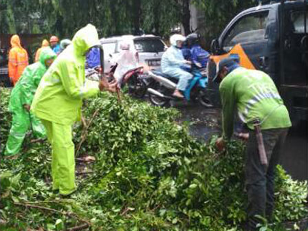 Hujan Deras Lima Pohon Tumbang di Jaksel 