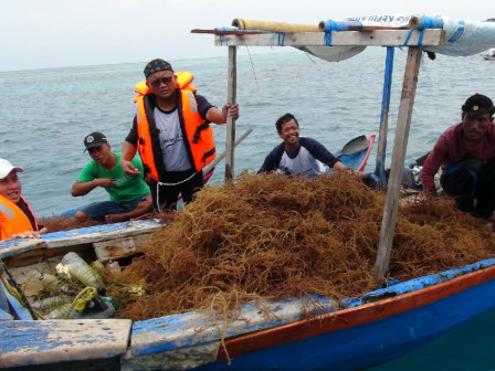 Warga Panen Perdana Rumput Laut 2,5 Ton di Pulau Karang Lebar