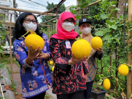 Dinas KPKP Panen 42 Kilogram Melon di Tugu Utara