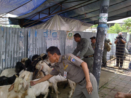 Satpol PP Tertibkan Pedagang Hewan Kurban di Koja