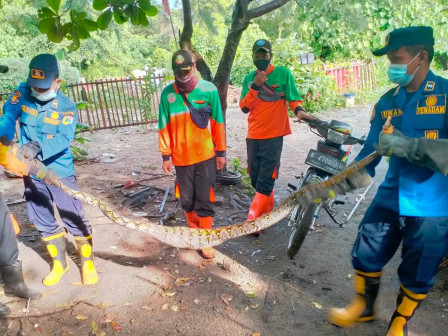 Ular Sanca Sepanjang Tiga Meter di Kebun Warga Pulau Pari Berhasil Dievakuasi Petugas