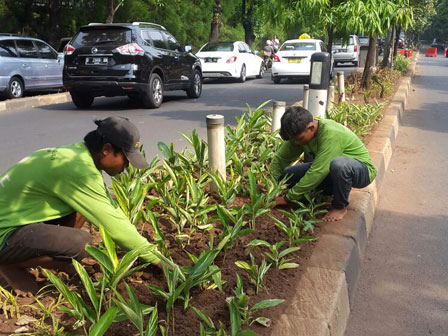  Taman di Median Jalan Patimura di Perbaiki