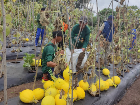  200 Kilogram Melon Dipanen di PBPP Pulau Tidung Kecil 