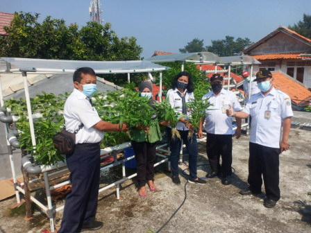 KWT Binaan Sudin KPKP Kepulauan Seribu Panen 11 Kilogram Sayuran Hidroponik 