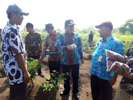  Sudin KPKP Panen Perdana Urban Farming di Pulau Tidung Kecil	