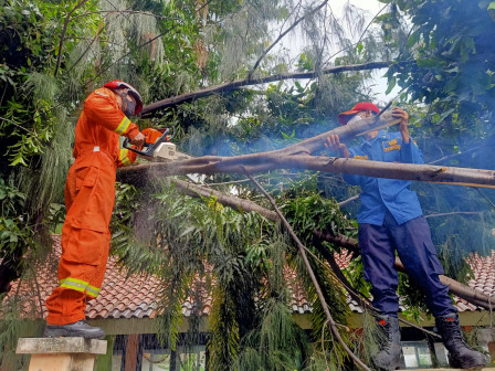 Petugas Berhasil Evakuasi Pohon Tumbang di Taman Terpadu Pulau Harapan