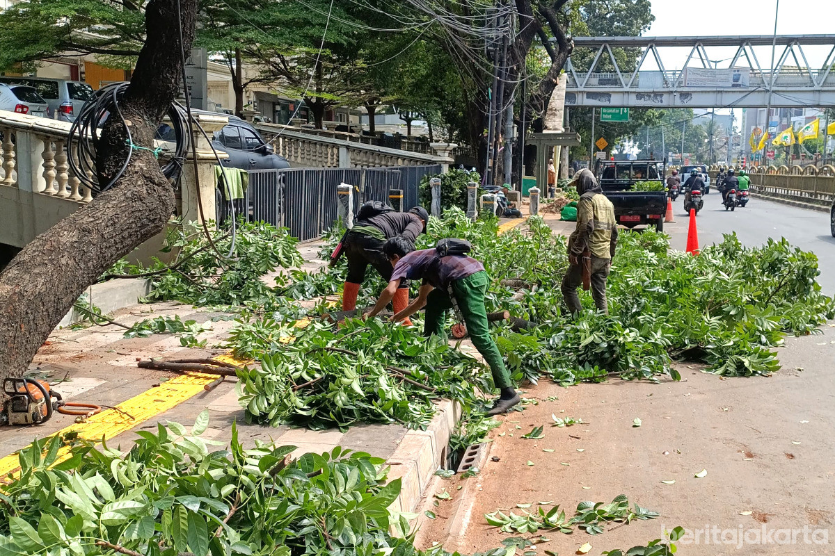 Penopingan pohon sempal dan rawan tumbang di wilayah Kecamatan Tebet