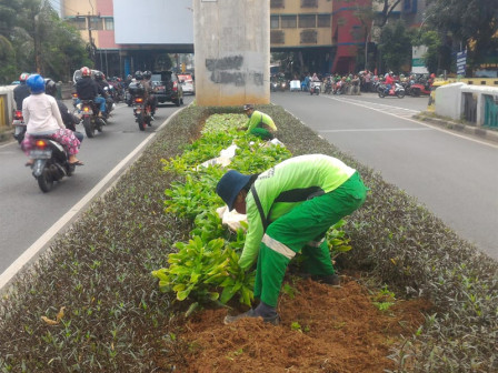  Sudin Pertamanan dan Hutan Kota Percantik Jalur Hijau di Jalan Cileduk Raya 