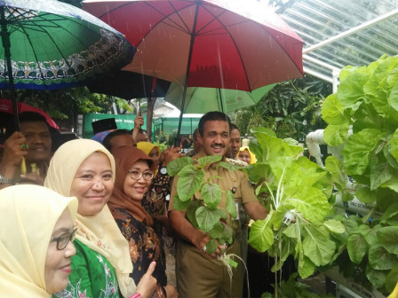  Urban Farming Kelurahan Rambutan Panen Bayam Batik dan Sawi Jepang