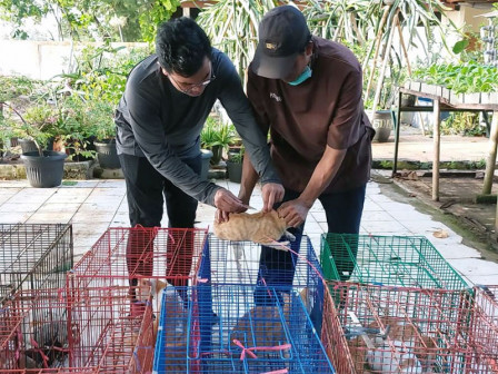  85 Kucing di Pulau Pramuka Divaksin Rabies dan Sterilisasi