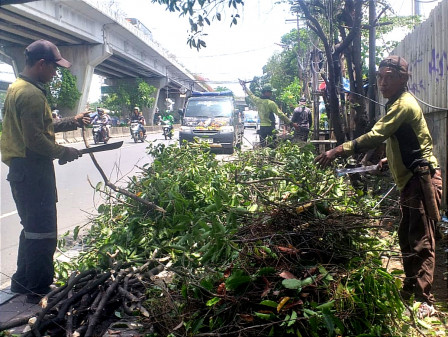 10 Pohon Dipangkas di Jalan Daan Mogot Kedaung Kaliangke