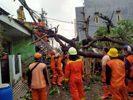 Personel Gabungan Evakuasi Pohon Tumbang di Pondok Bambu