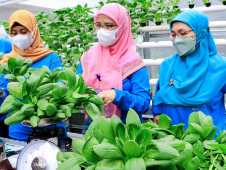 Sudin KPKP Jakpus Panen 100 Kilogram Sayur Pakcoy dan Kangkung di Green House Walikota