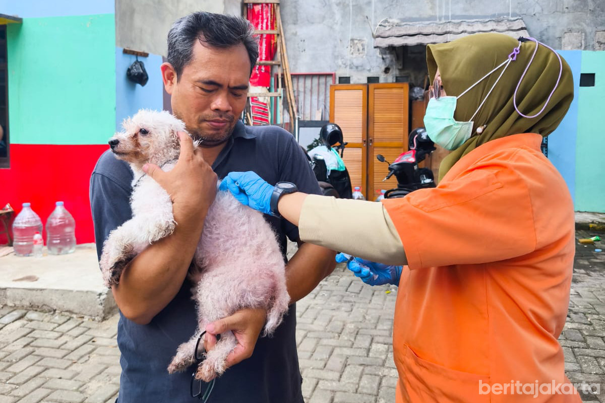 Petugas menyuntikkan vaksin rabies kepada seekor anjing