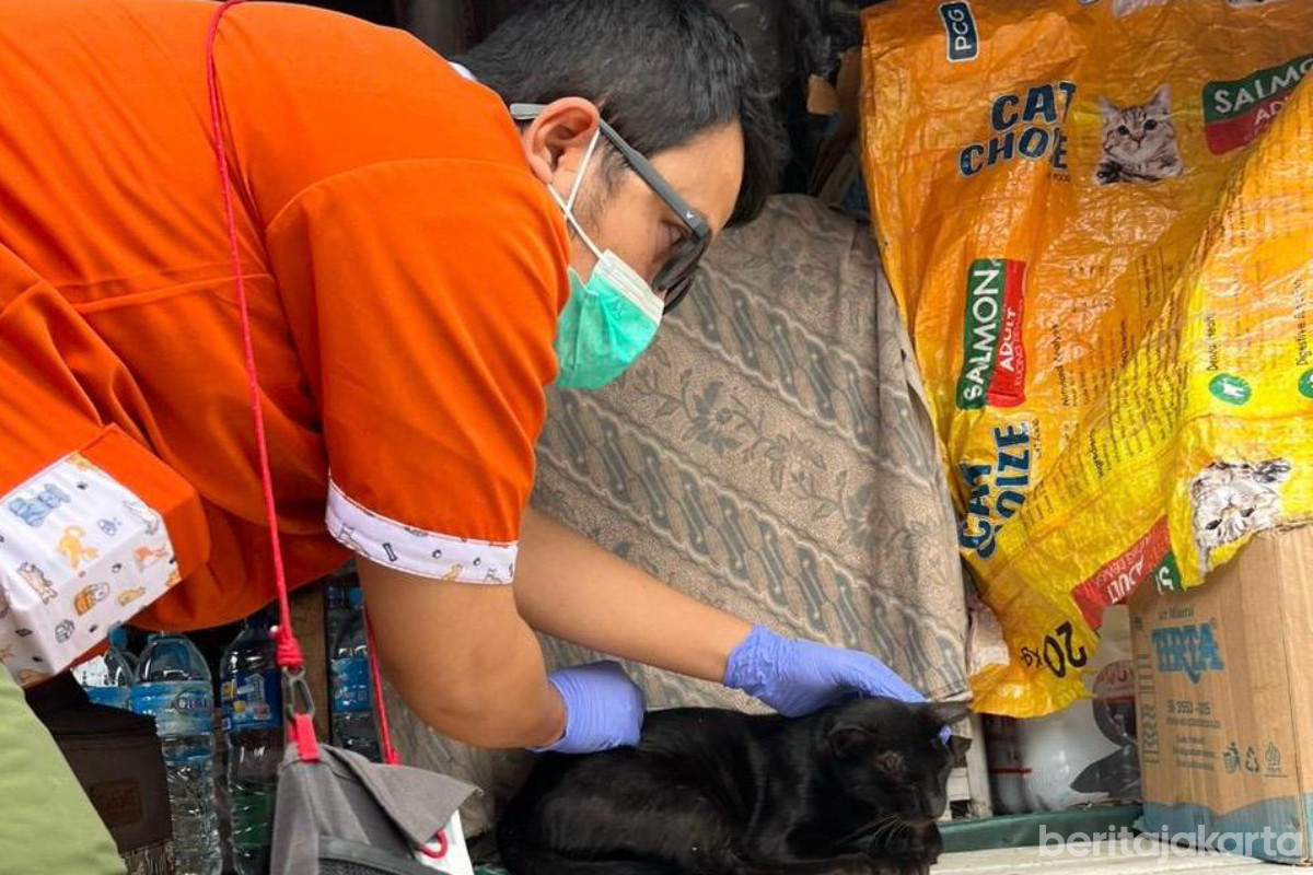 Seorang petugas memberikan vaksinasi rabies pada kucing di Pelabuhan Muara Angke