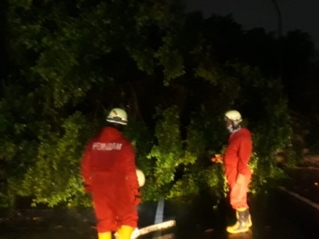 Dua Pohon Tumbang di Jaktim Berhasil Dievakuasi Petugas