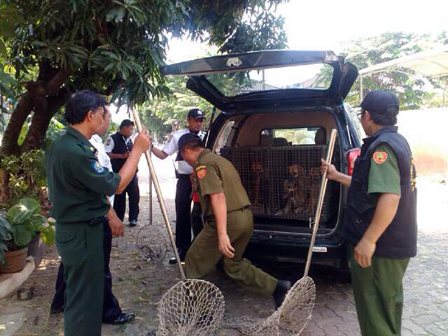 86 Hewan Pengidap Rabies Berhasil Ditangkap di Jakbar