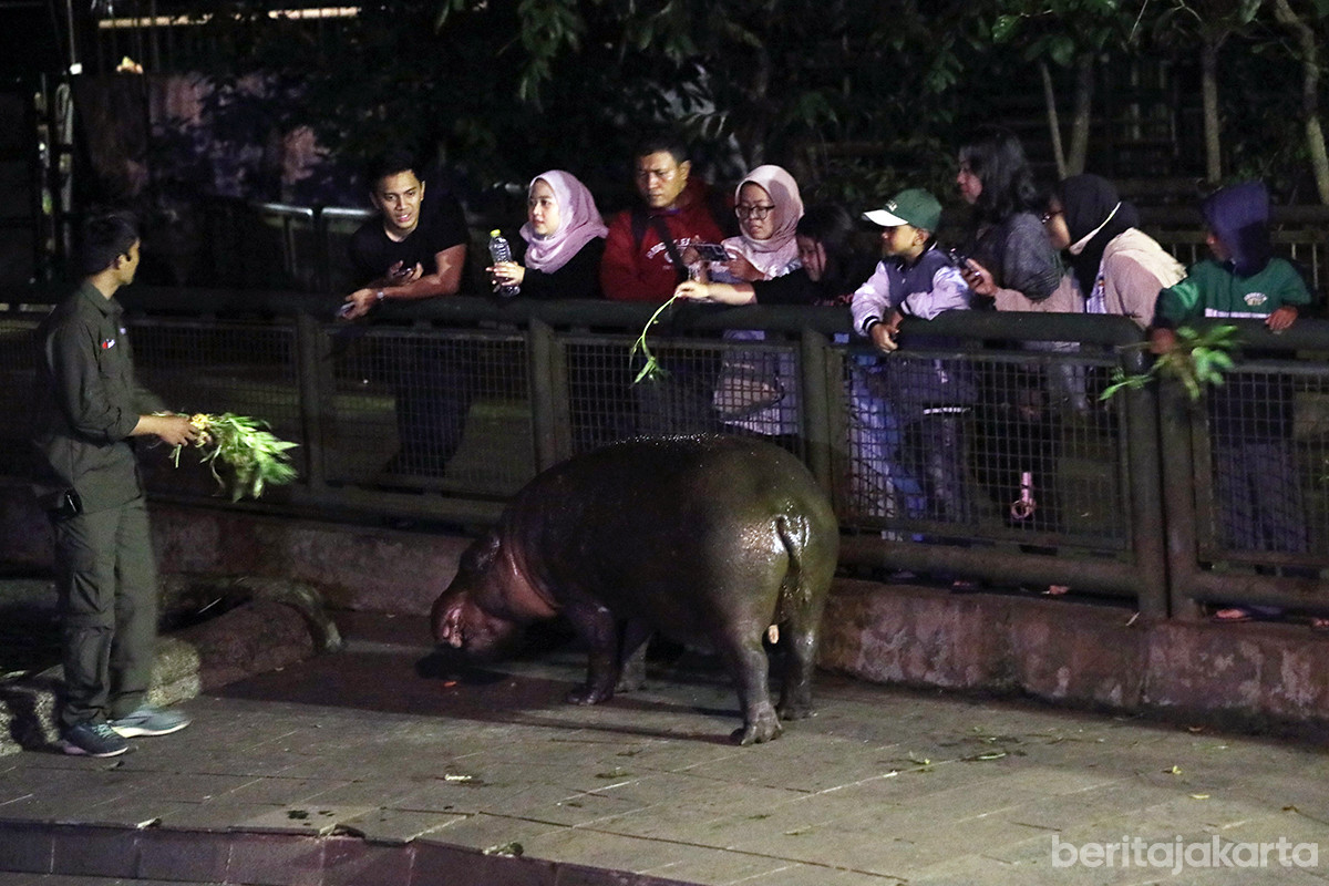 Sejumlah pengunjung melihat kuda nil saat uji coba wisata malam TMR