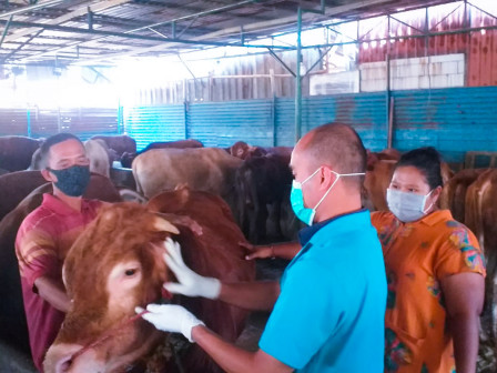 43 Ekor Sapi Kurban Dicek Kesehatan di Pegadungan