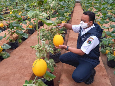 800 Melon Dipanen di Agro Wisata Cilangkap