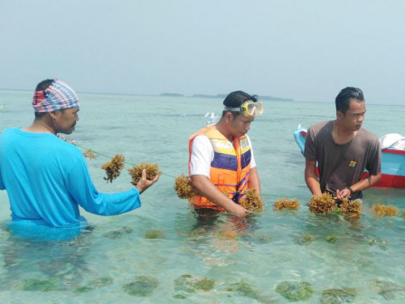  Kelurahan Pulau Panggang Membentuk Kelompok Tani Rumput Laut	