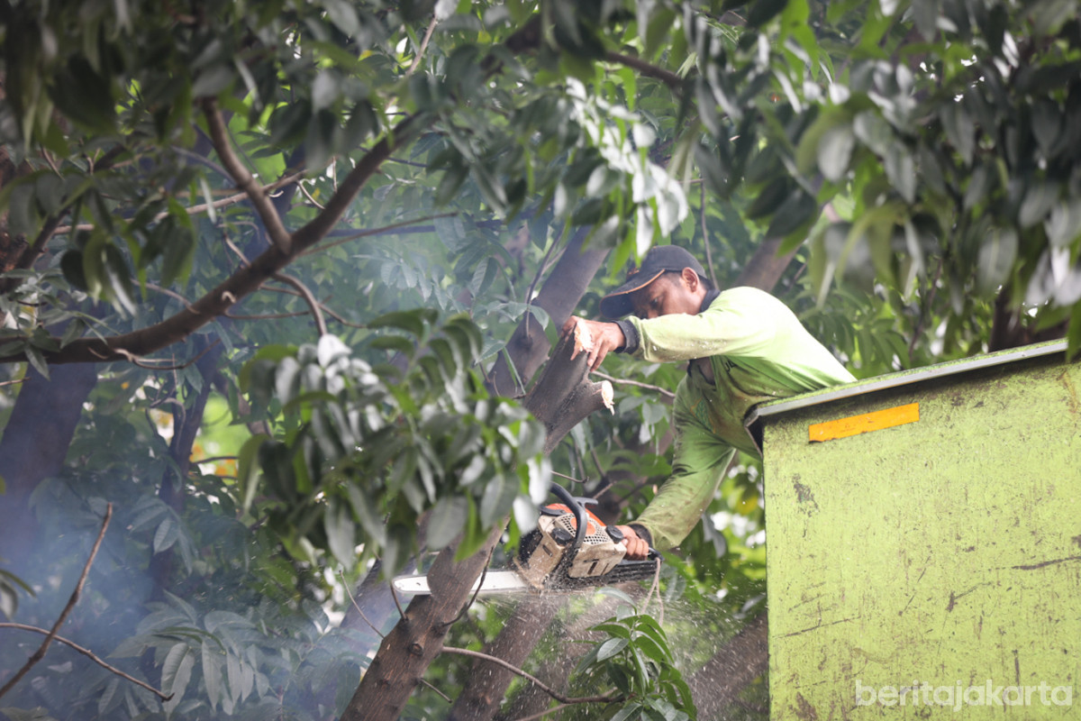 Petugas memotong batang pohon untuk mencegah pohon rawan tumbang