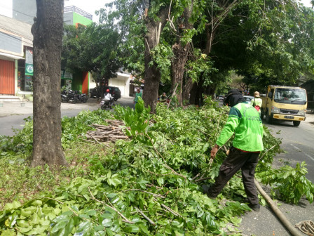  58 Pohon Ditoping di Tiga Lokasi Berbeda di Jaktim 
