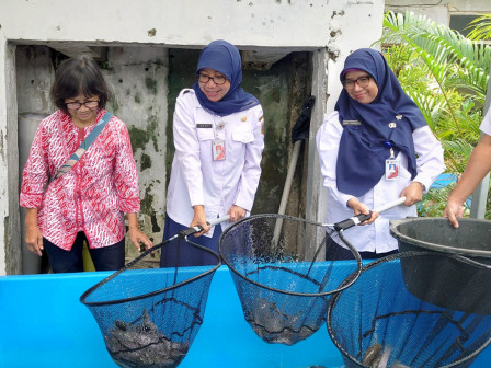 Sudin KPKP Jakpus Panen Sayur dan Ikan Lele 