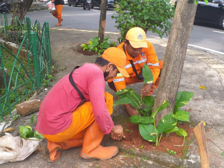 PPSU Tata Bak Bak Pohon di Kawasan Jalan Martimbang II 