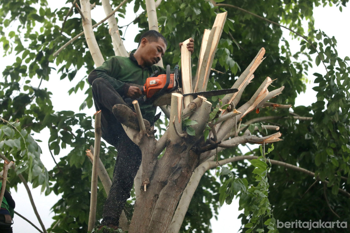 Pramono Instruksikan Penanganan 5.000 Pohon Rawan Tumbang 