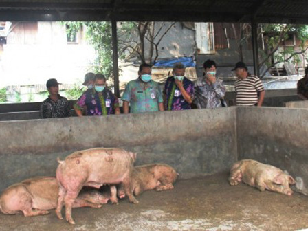 RPH Babi Lama di Kapuk akan Ditutup Akhir Tahun 