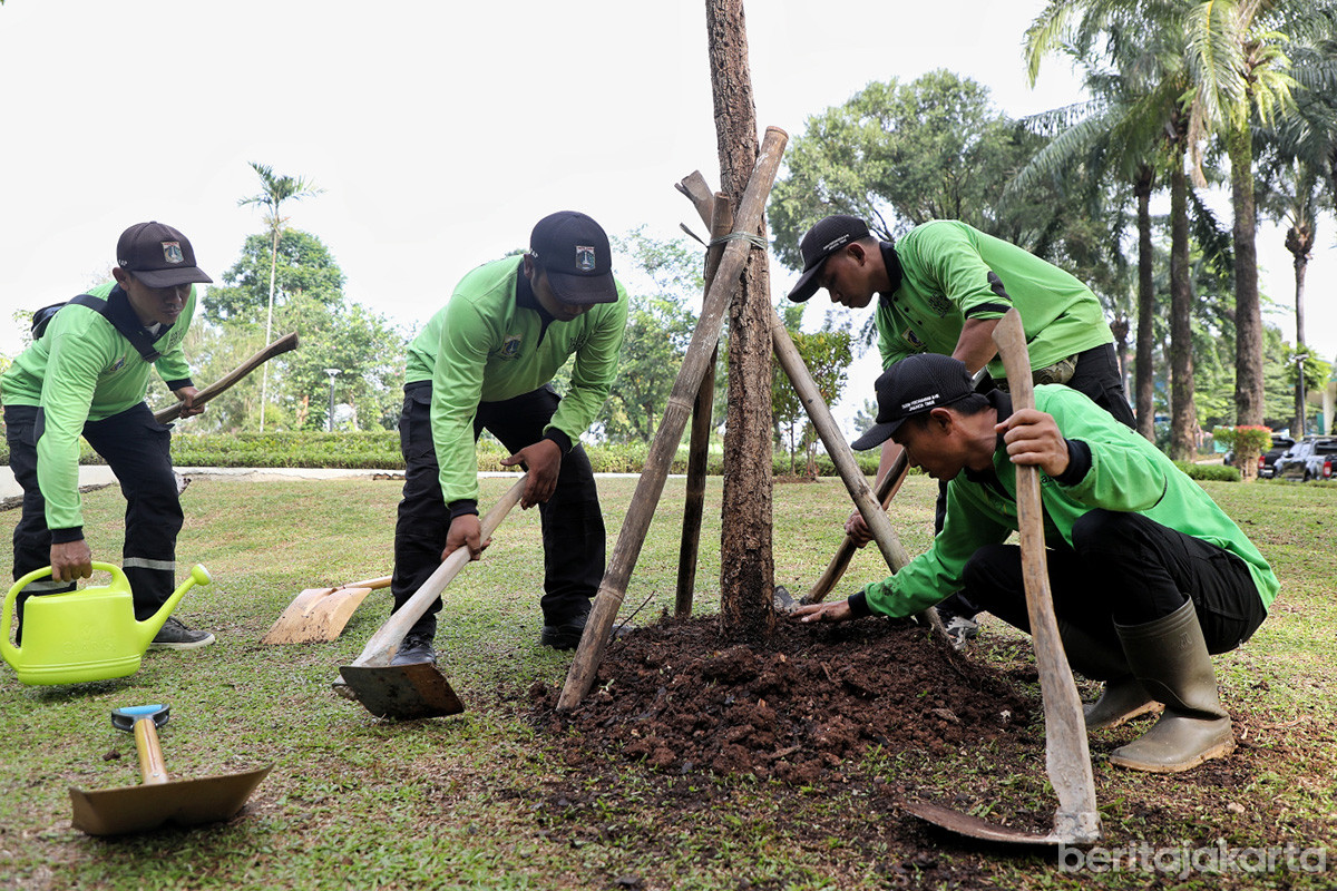 Petugas Sudin Tamhut Jaktim menanam pohon tabebuya kuning di Taman Abdul Rahman