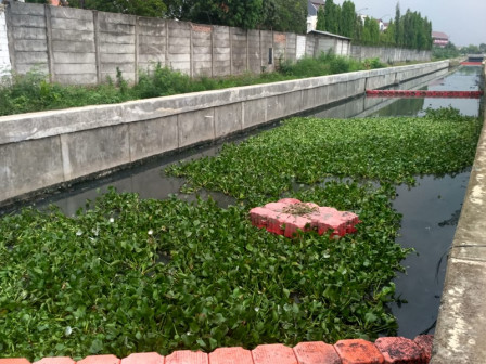 Pemanfaatan Enceng Gondok Diujicoba di PHB Bhisma Inlet 3