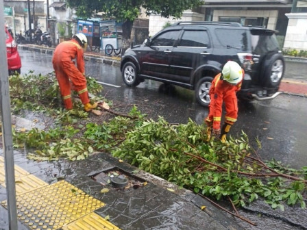 Pohon Tumbang di Rawamangun Telah Dievakuasi Petugas