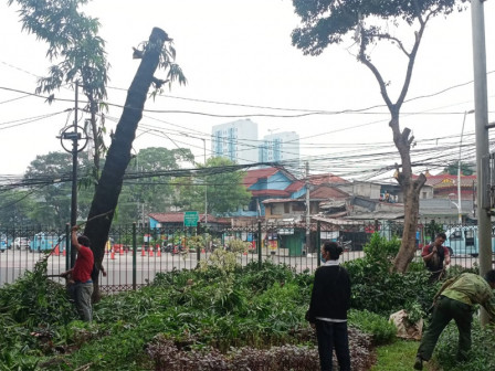 Enam Pohon Rindang di Kolong Flyover Kampung Melayu Ditoping