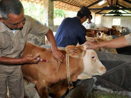 27 Sapi Perah di Jakpus Akan Divaksinasi