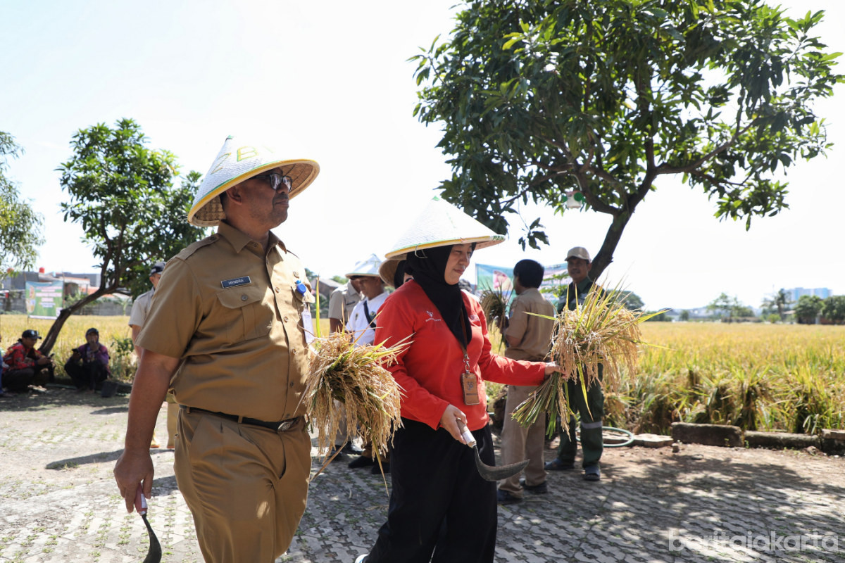  9,2 Ton Gabah Berhasil Dipanen di Kebun Bibit Ujung Menteng 