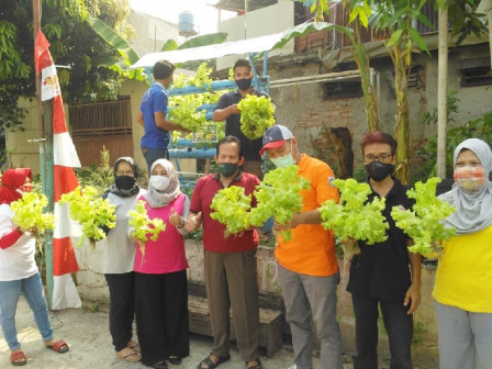 Karang Taruna Manggarai Selatan Panen Sayuran Hidroponik