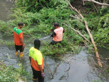 Dua Pohon Tumbang di Utan Kayu Selatan Dievakuasi Personel Gabungan