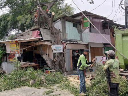 Lima Pohon Dipapas di Jalan Nurul Amal