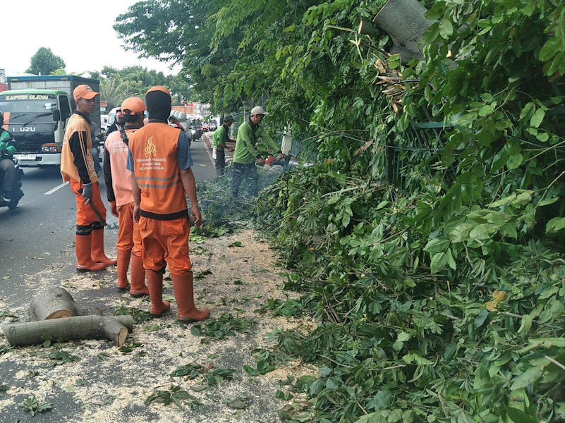 Personel Gabungan Tangani Pohon Tumbang di Jl Raya Bogor