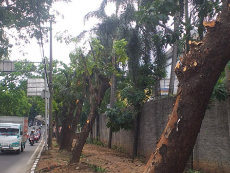 Tujuh Pohon Mahoni di Jalan Meruya Selatan Ditoping 