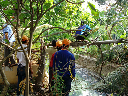 Akibat Angin Kencang, Pohon di Cempaka Putih Tumbang