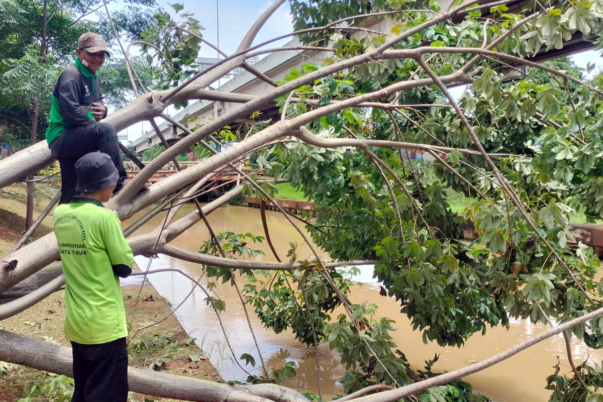 Petugas Sudin Tamhut Jaktim evakuasi pohon tumbang dan sempal