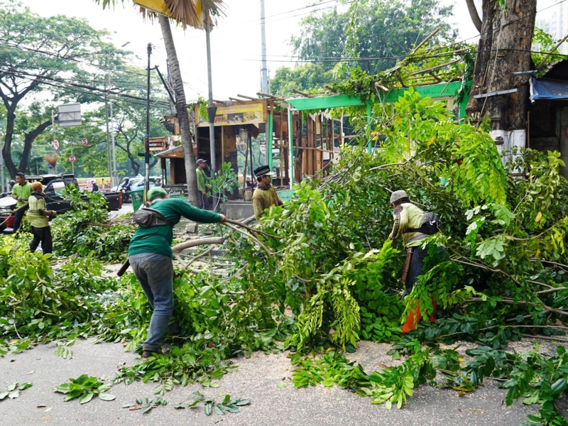 Tiga Pohon Rawan Tumbang di Jalan Guntur Dipangkas
