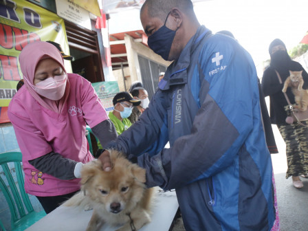Hari Rabies Sedunia, Dinas KPKP Berkolaborasi Adakan Rangkaian Kegiatan