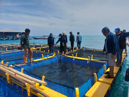 30 Pokdakan Kelurahan Pulau Panggang Dikenalkan Cara Budidaya Lobster