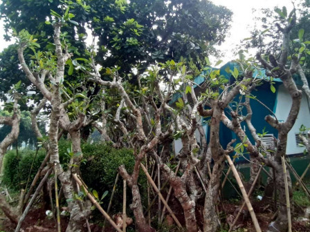  42,9 Persen Pohon Pengganti Terdampak MRT Paket 203 Sudah Ditanam 